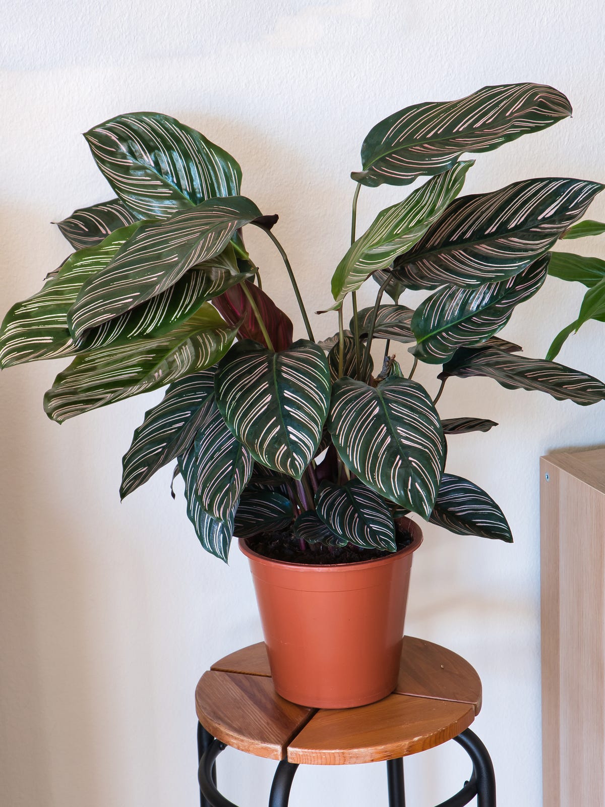 Calathea - An Easy Care Guide For The Calathea Plant