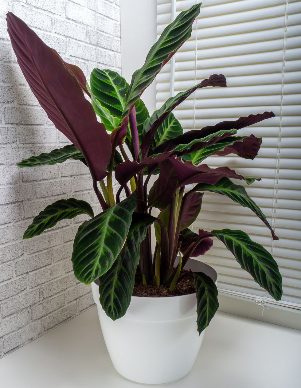 calathea plant, calathea warscewiczii is a species of evergreen, perennial, herbaceous plant in the marantaceae family