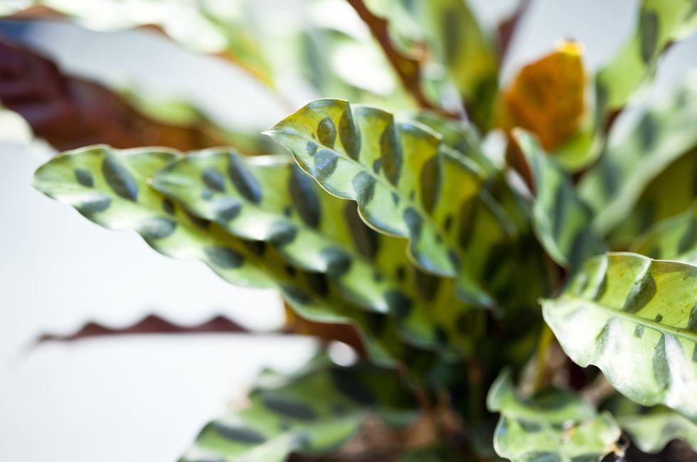 close up view of a potted rattlesnake calathea, a plant native to the brazilian rainforest