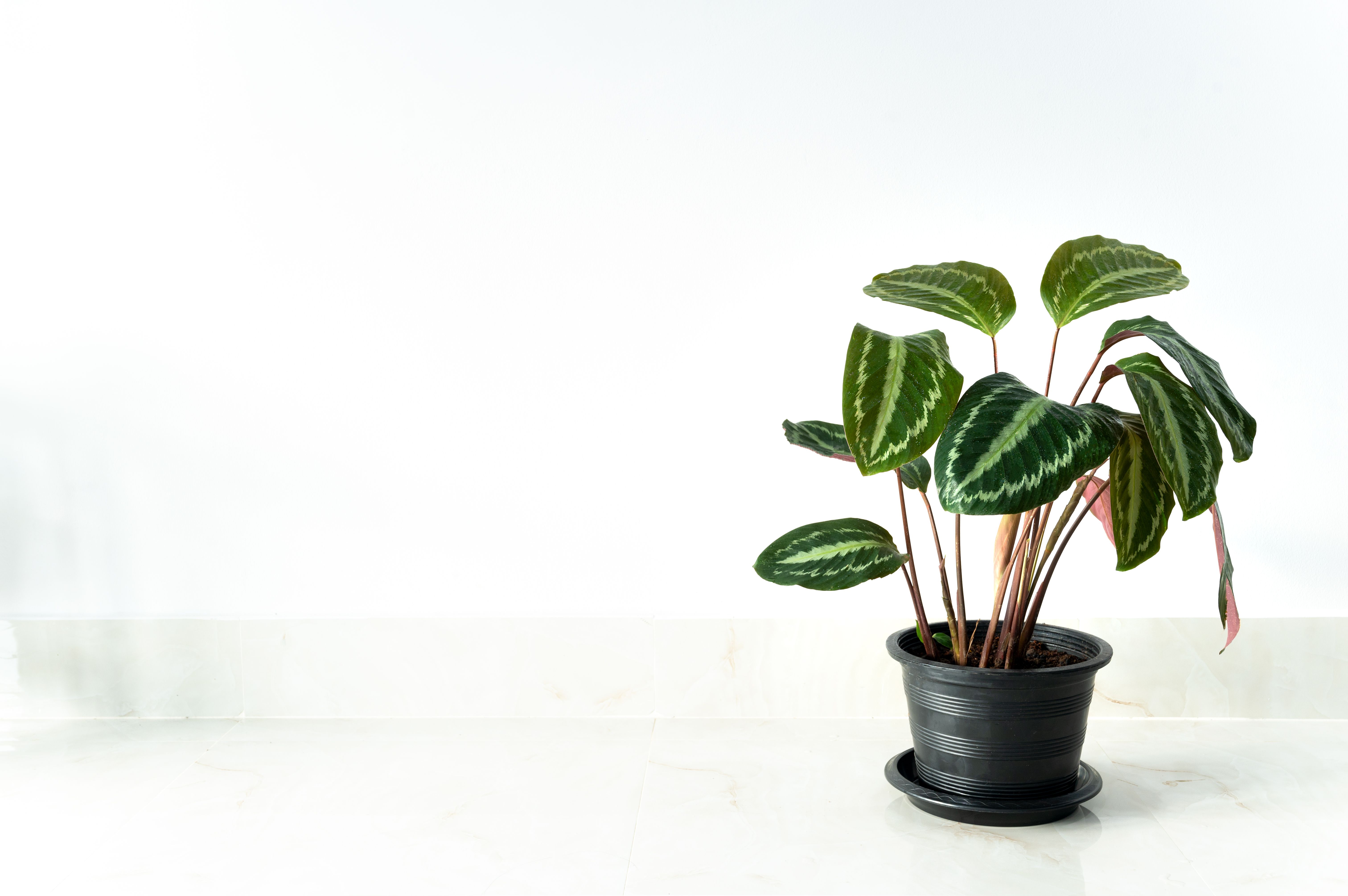 幸運☆観葉植物カラテア葉っぱ ステンドグラス風 ／開運 ／風水 - その他