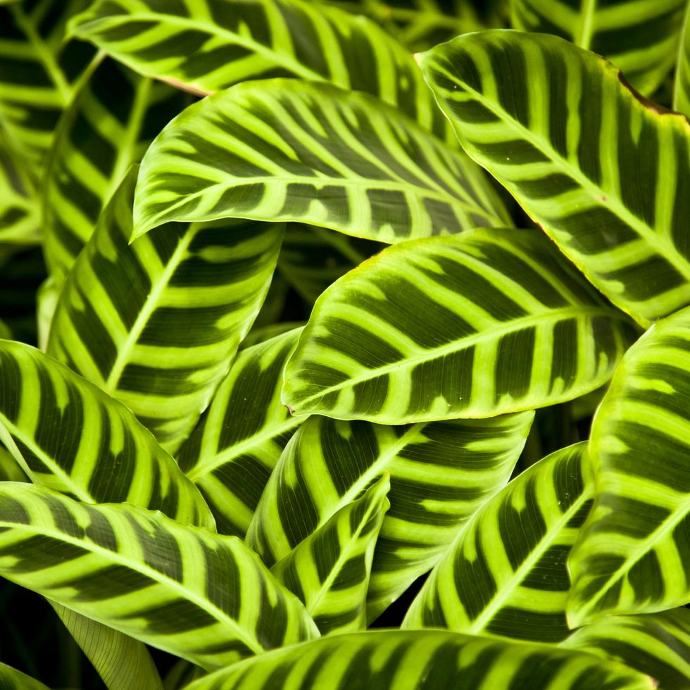close up of a mass of leaves from calathea zebrina plants