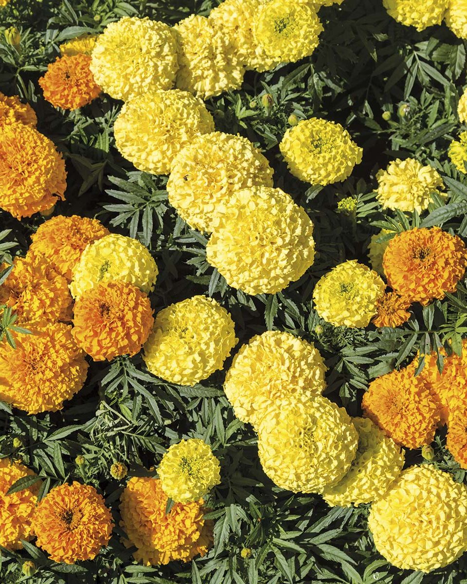 caléndula flores amarillas y naranjas