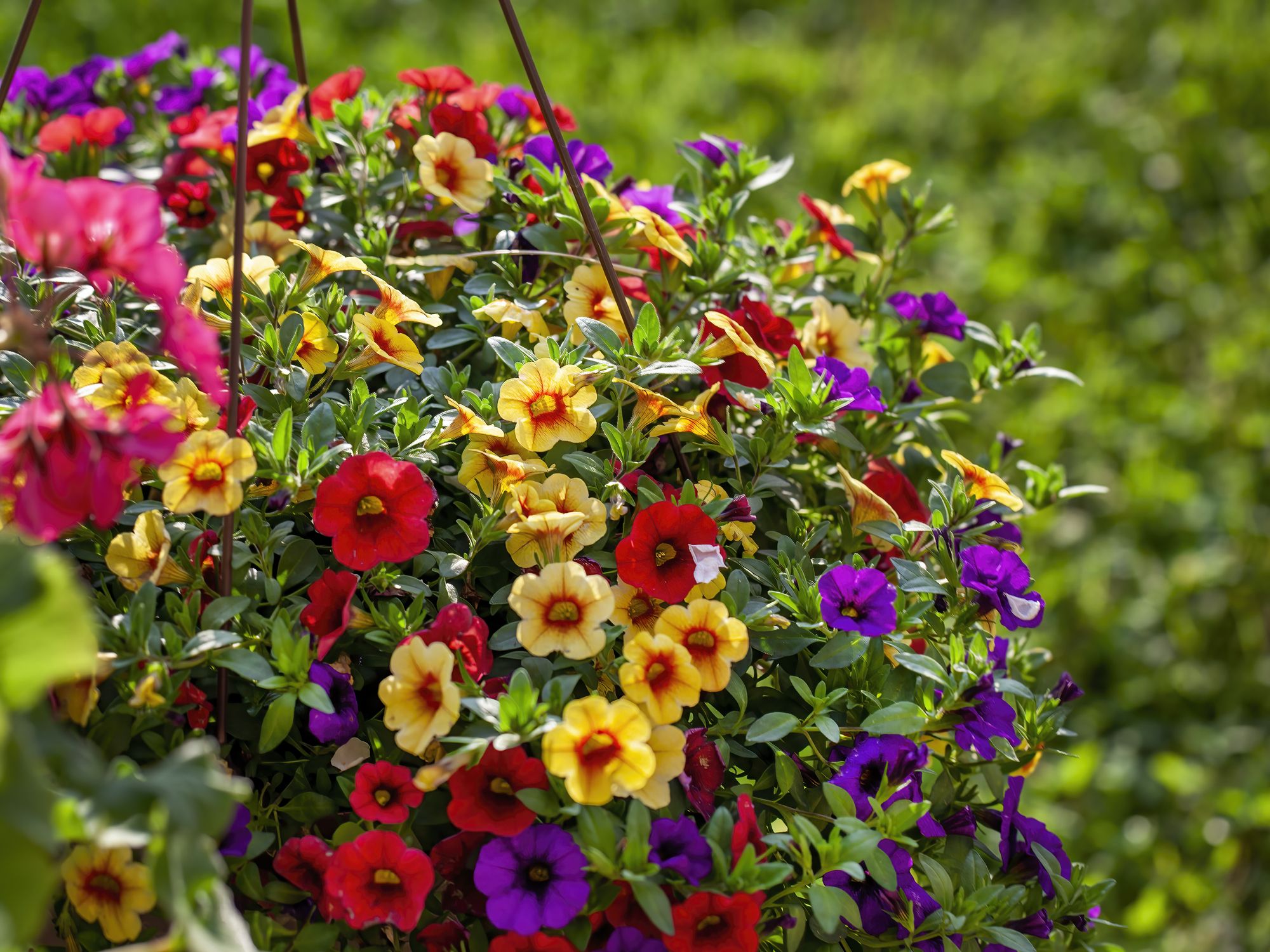 86 Best Types of Flowers (With Pictures!) for Your Garden