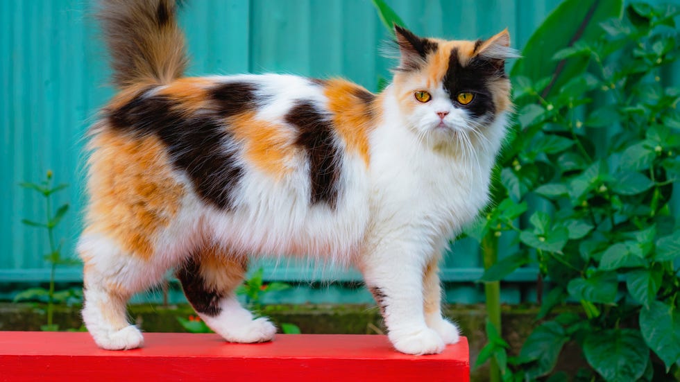 calico cat standing on red bench