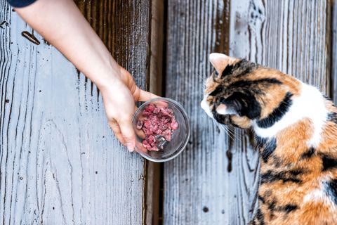 homemade cat food - raw diets