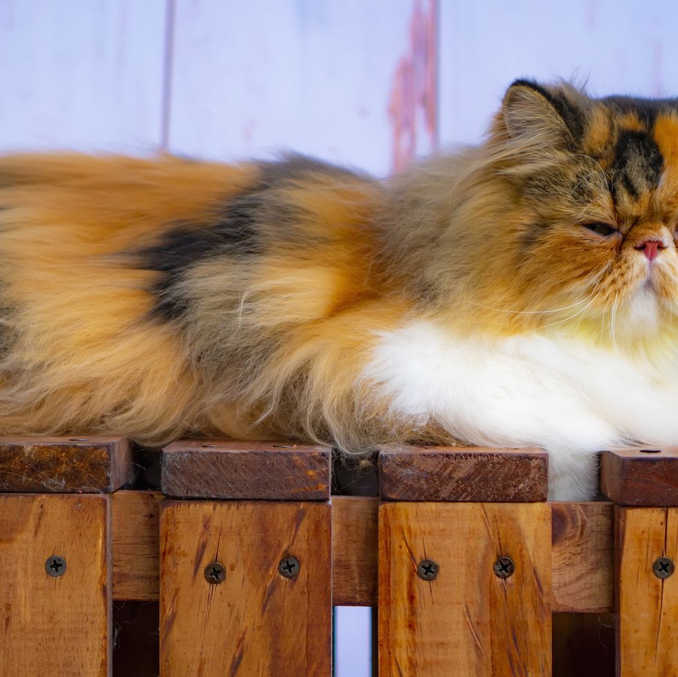 orange cat breeds calico persian cat