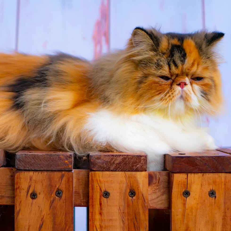 orange cat breeds calico persian cat