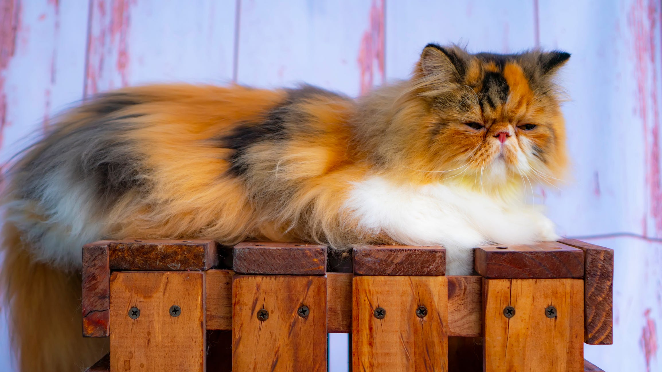 razas gatos naranjas