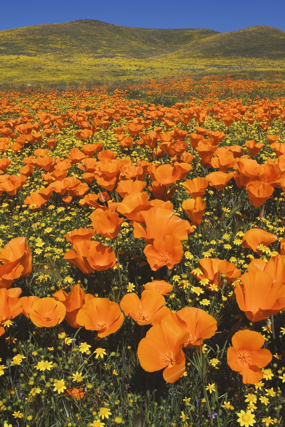 usa, california, antelope valley, california golden poppies