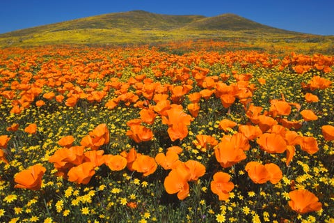 usa, california, antelope valley, california golden poppies