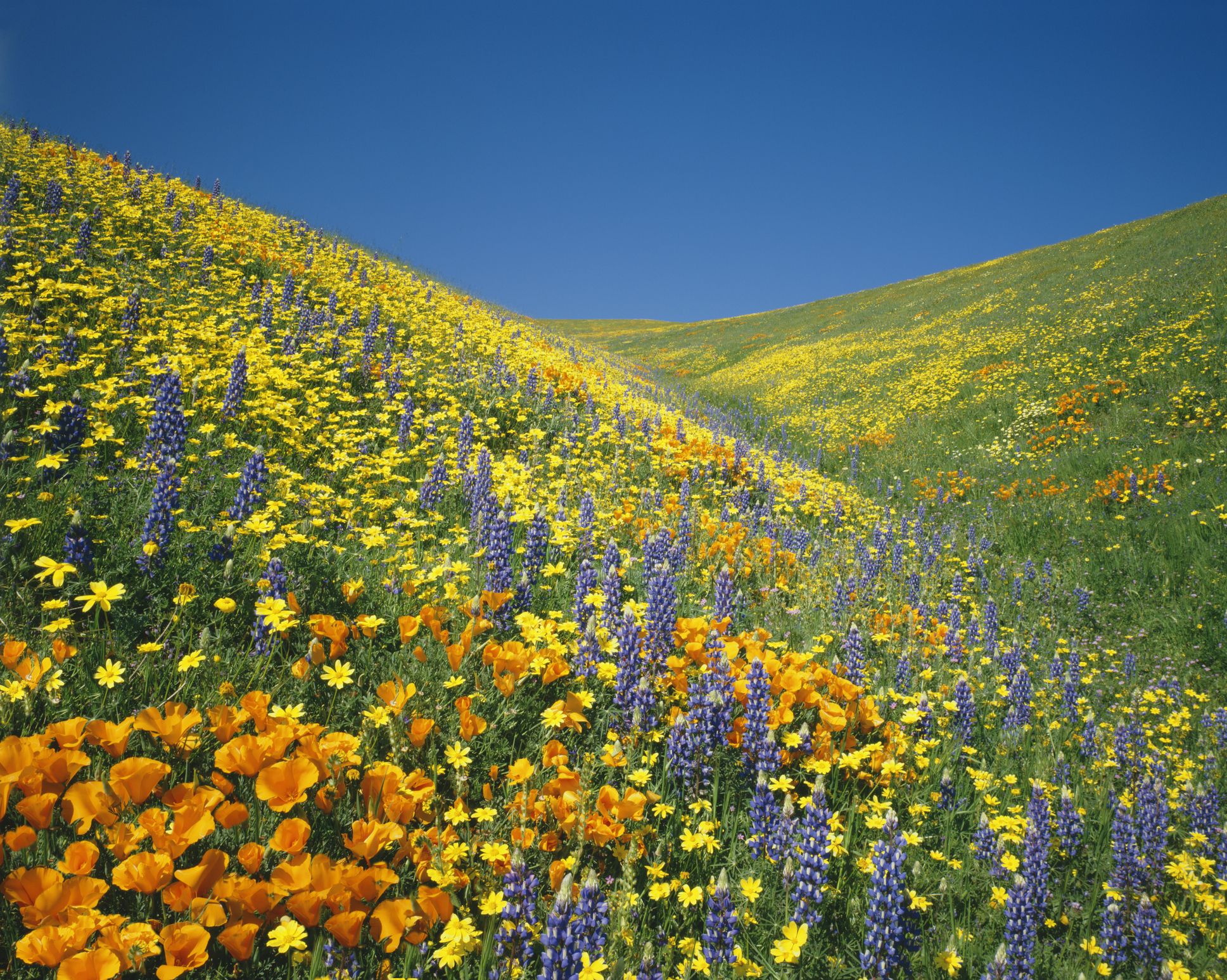 Where to See California Poppies in Full Bloom (2023 Guide)