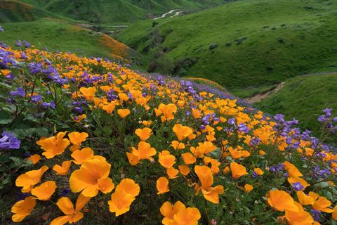 california golden poppy and phacelia minor blooming in chino hills state park, california
