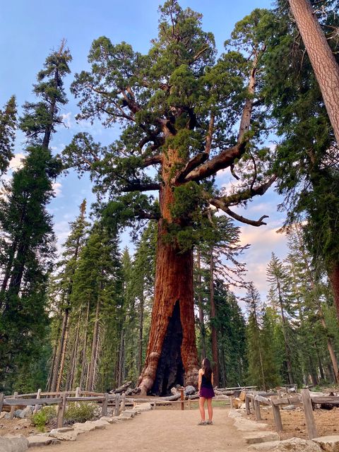 woman looking up at giant sequoias in mariposa yosemite valley california