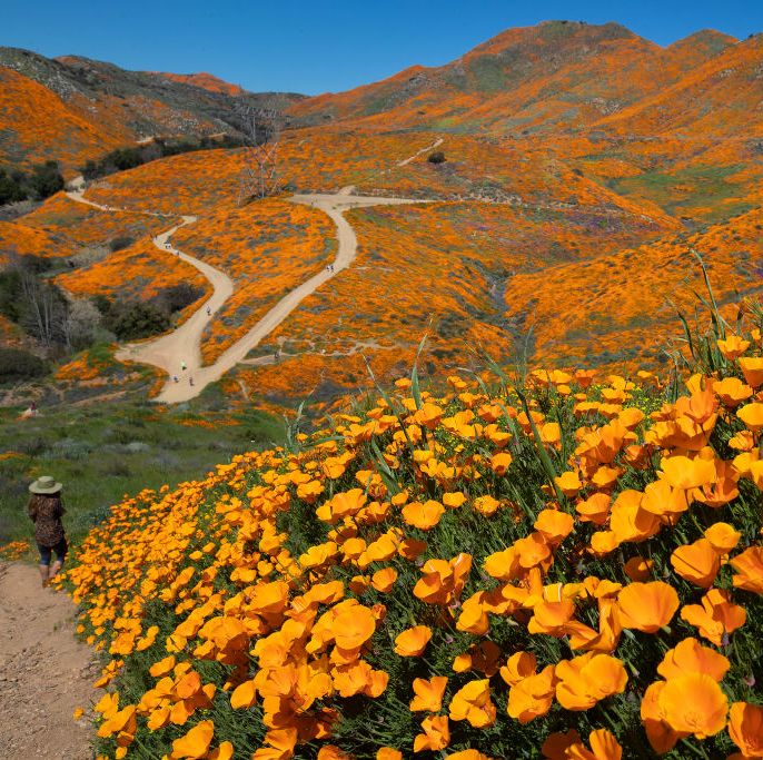 Poppy super bloom in California