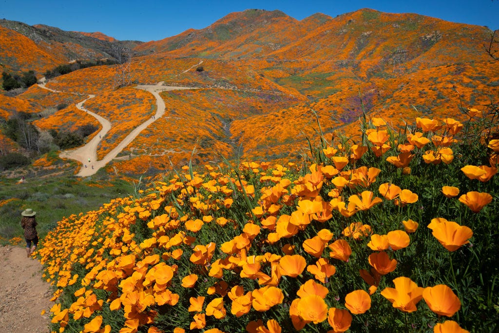 When will the wildflower super bloom happen in the California desert?