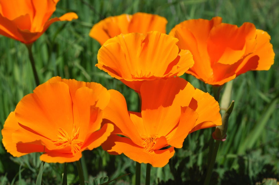 california poppies, eschscholzia californica