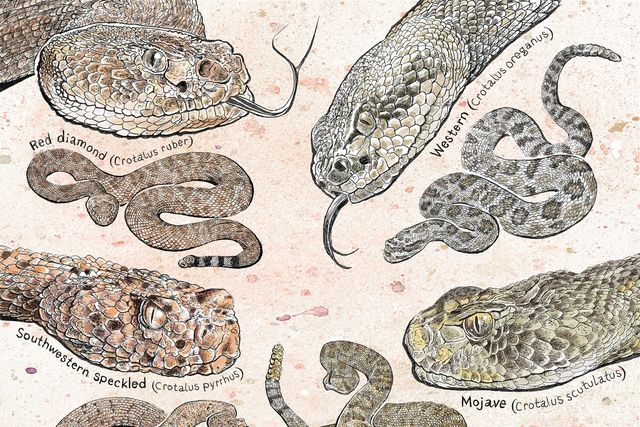 california rattlesnakes illustration