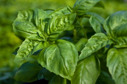 usa, california, san benito county, basil plant, close up detail of leaves