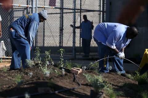 inmates at california prison install drought tolerant garden