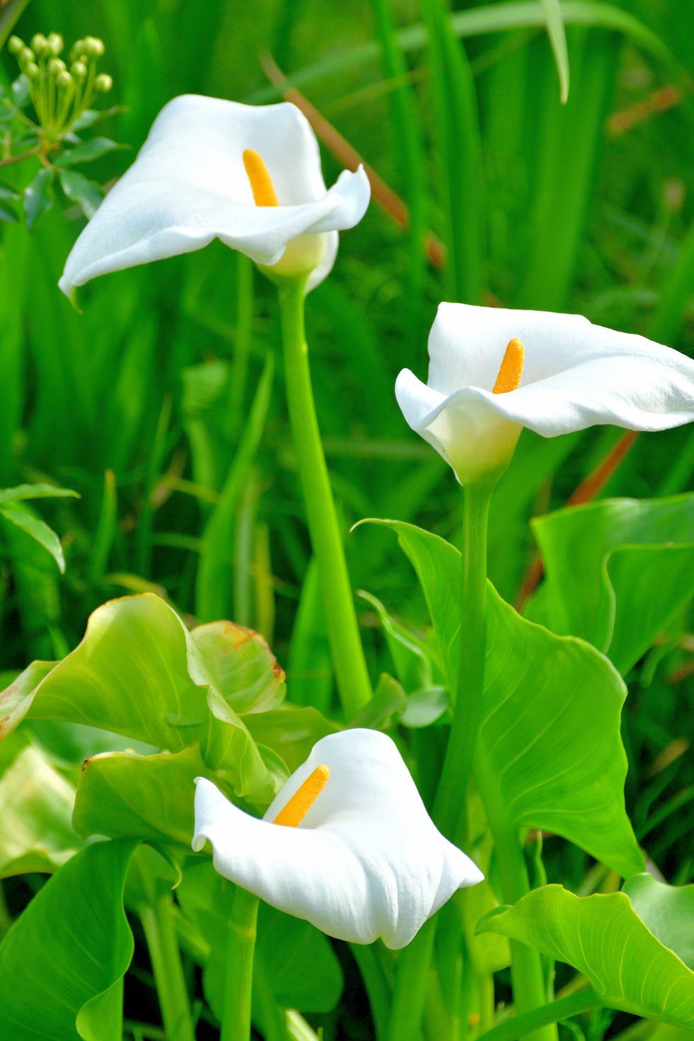 calla lily flower