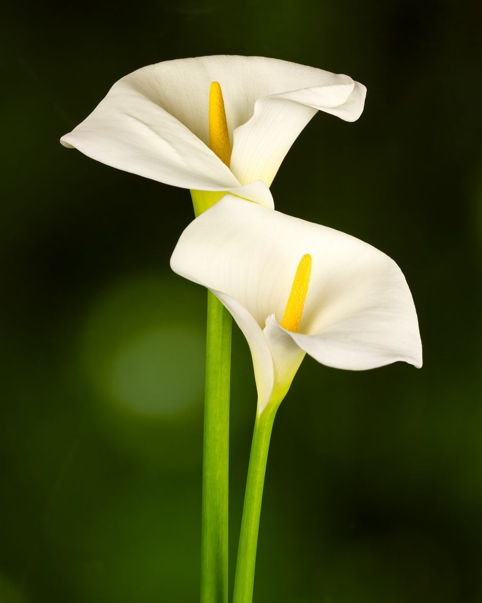 white arum calla lily