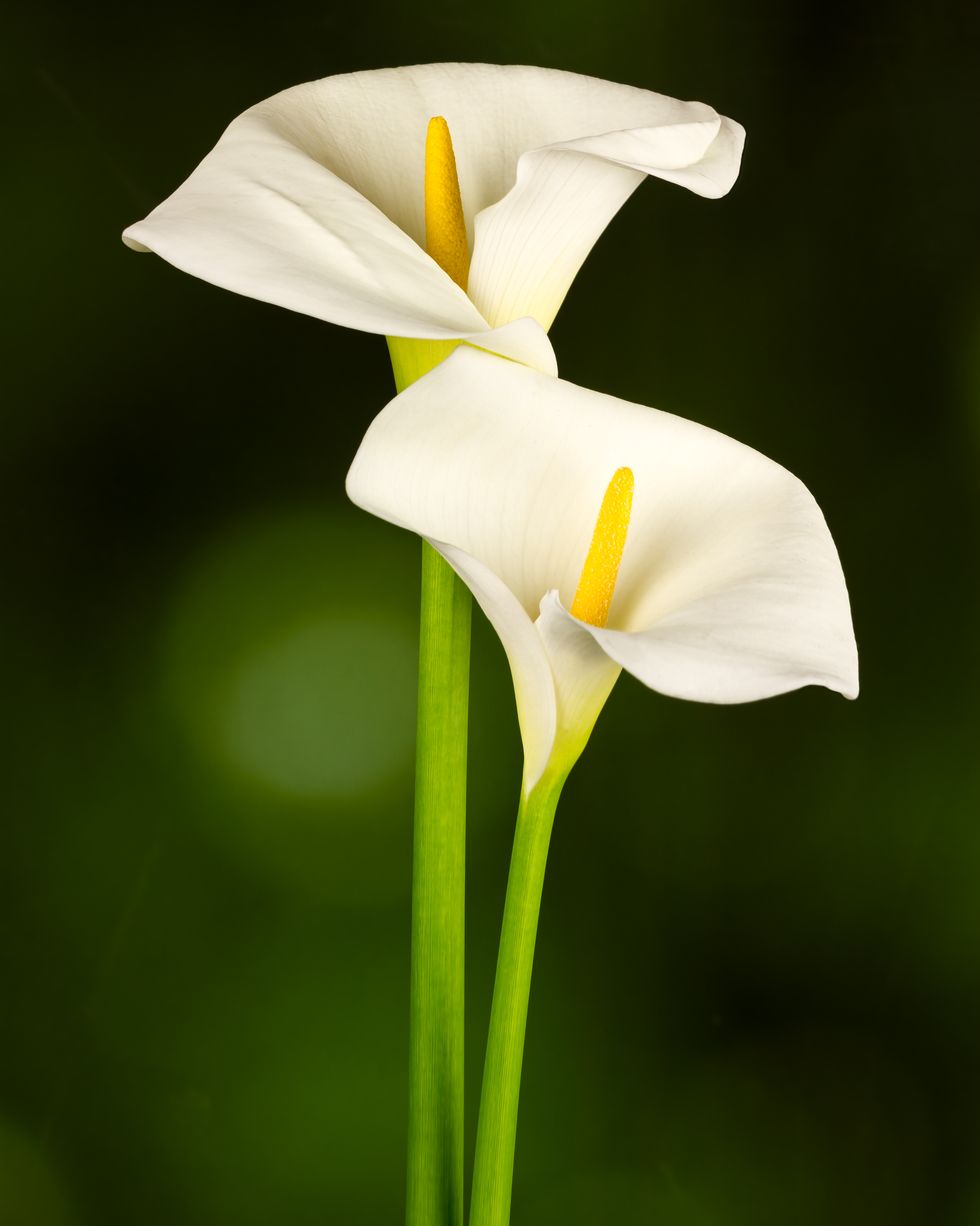 white arum calla lily