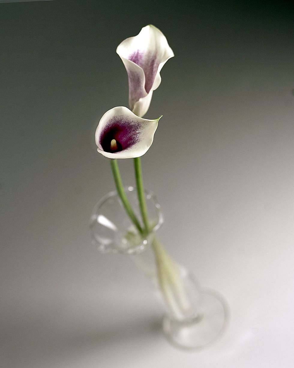calla's are monocots and belong to the family araceae, and the genus zantedeschia, having been name