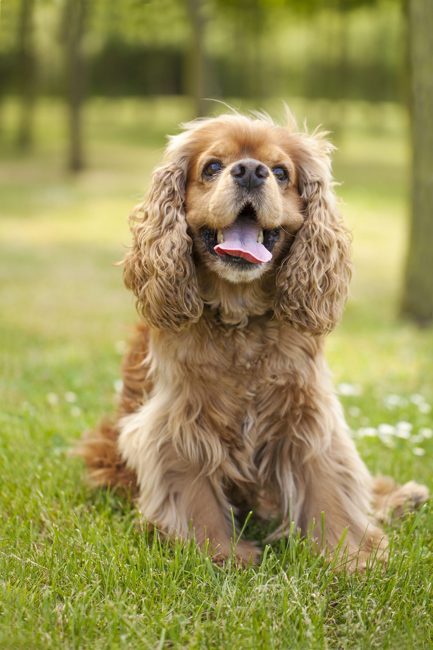 Types of calm store dogs