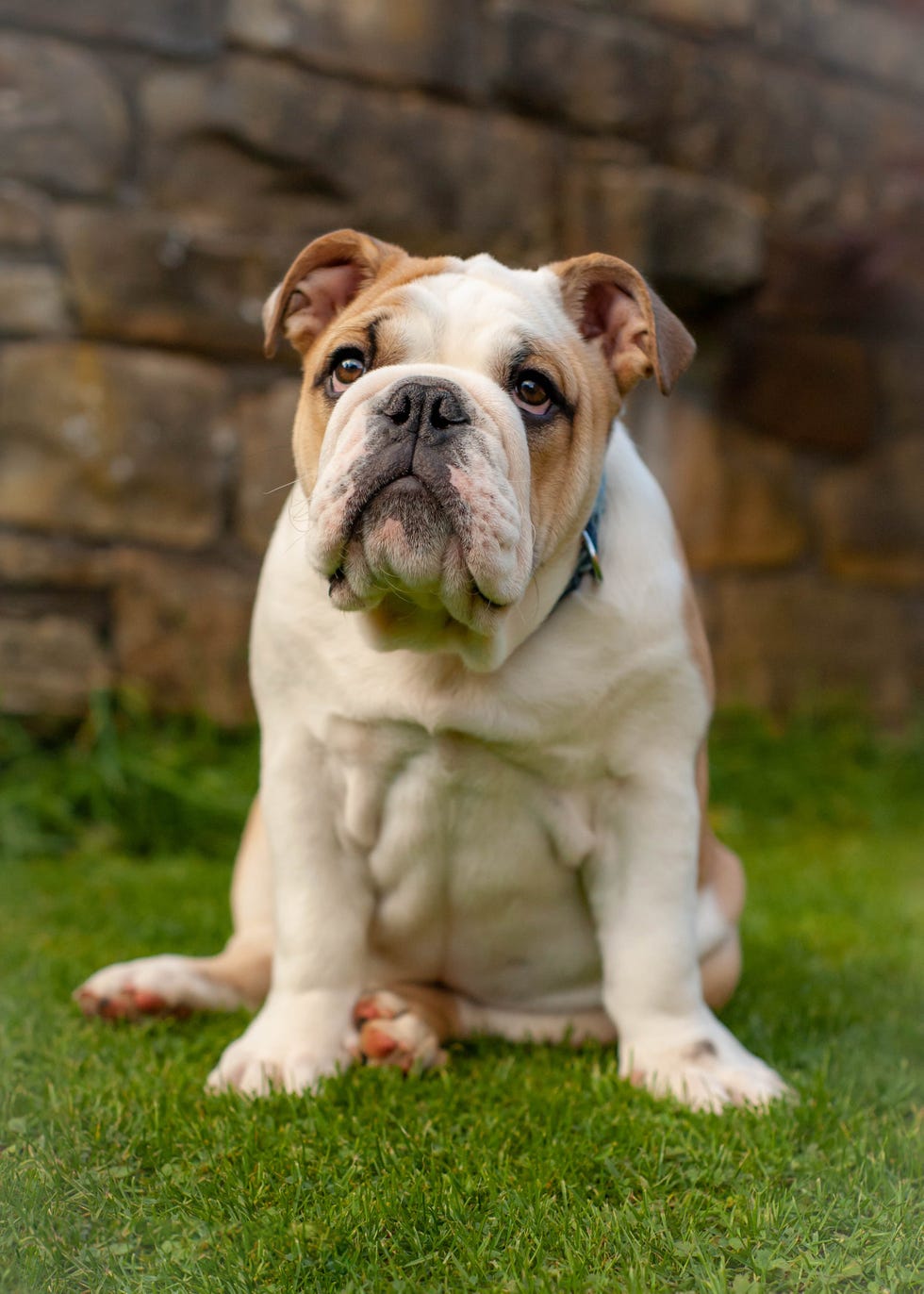 20 Calmest Dog Breeds - Best Laid-Back Dogs