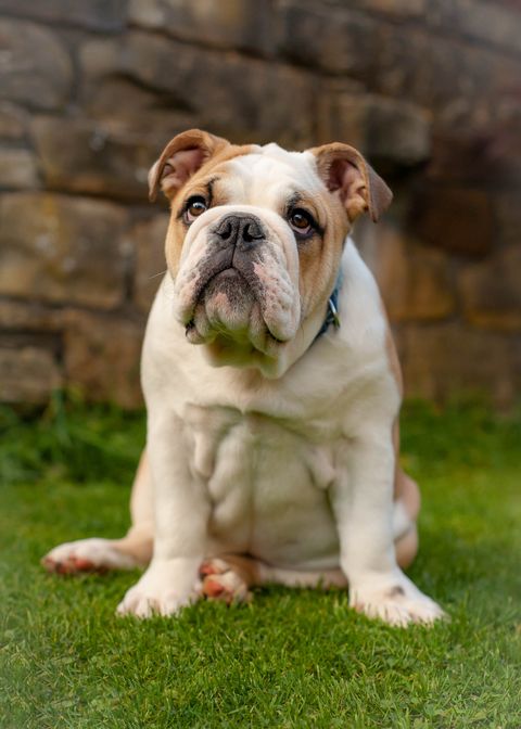 calmest dog breeds english bulldog