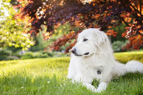 calmest dog breeds great pyrenees