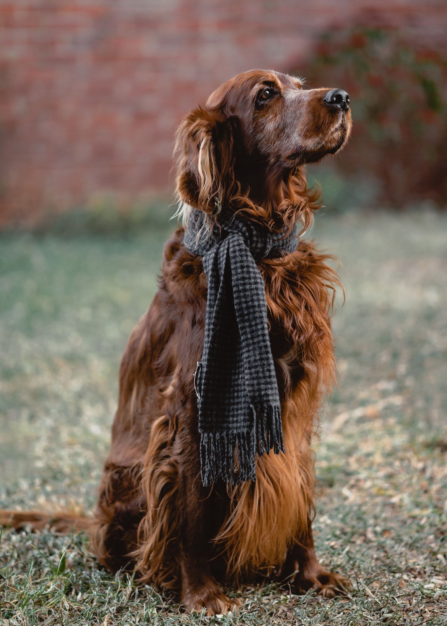 Calmest big outlet dog breeds