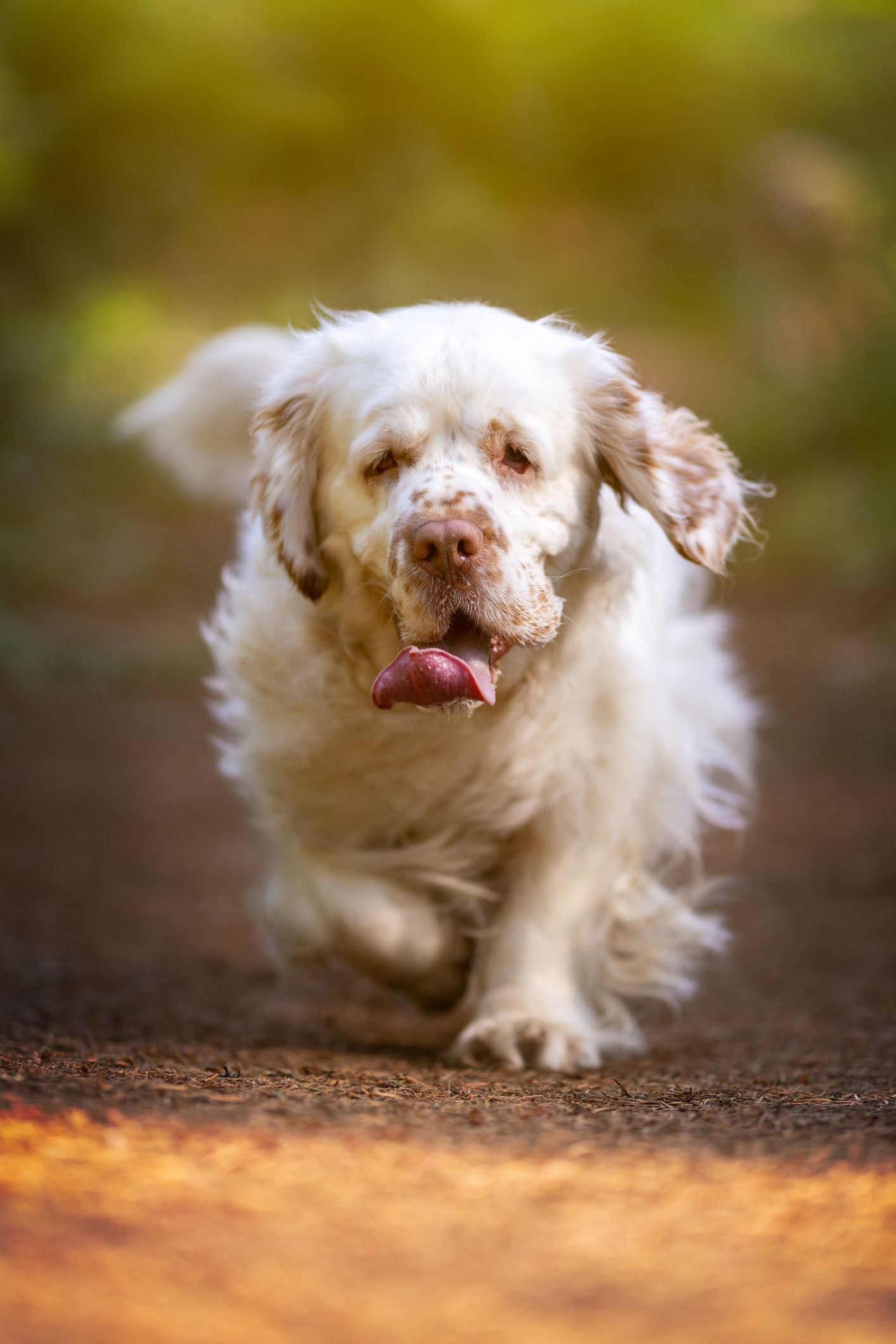 Calmest discount spaniel breed