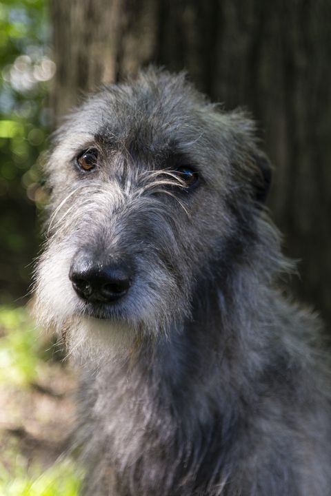 calmest dog breeds irish wolfhound