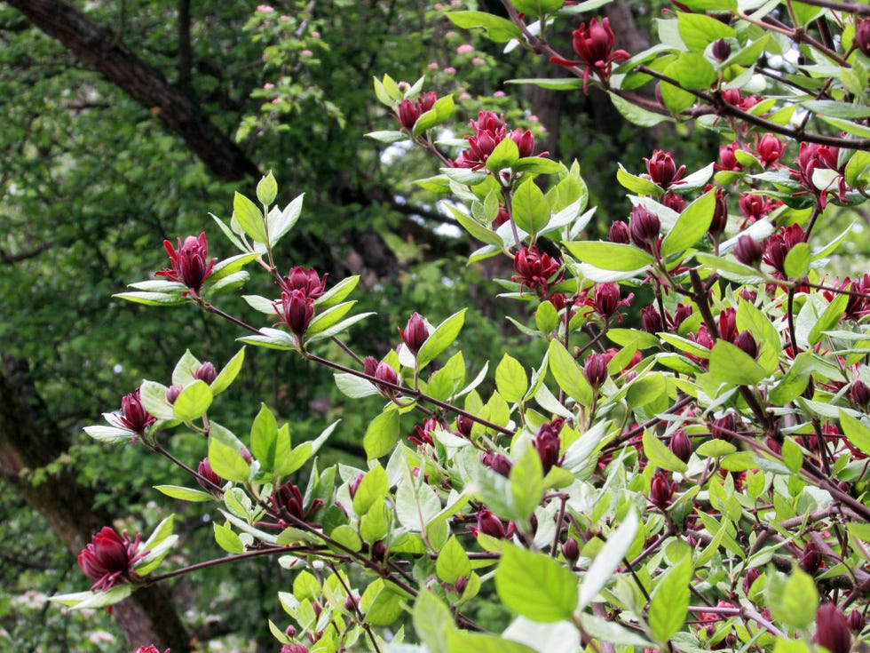 calycanthus floridus