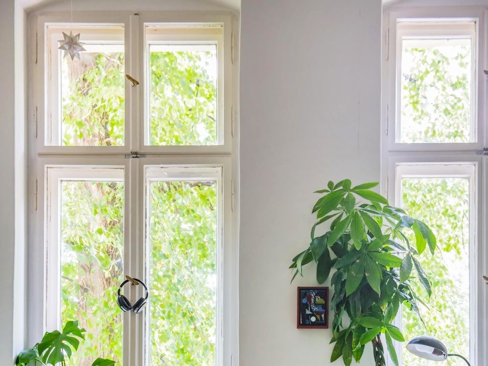 Tips y consejos para ubicar tus plantas dentro de tu casa - Maschic -  Maschic