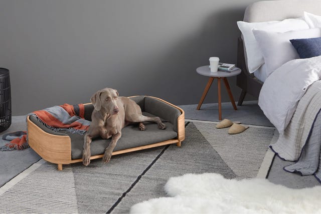 cama de diseño para perros