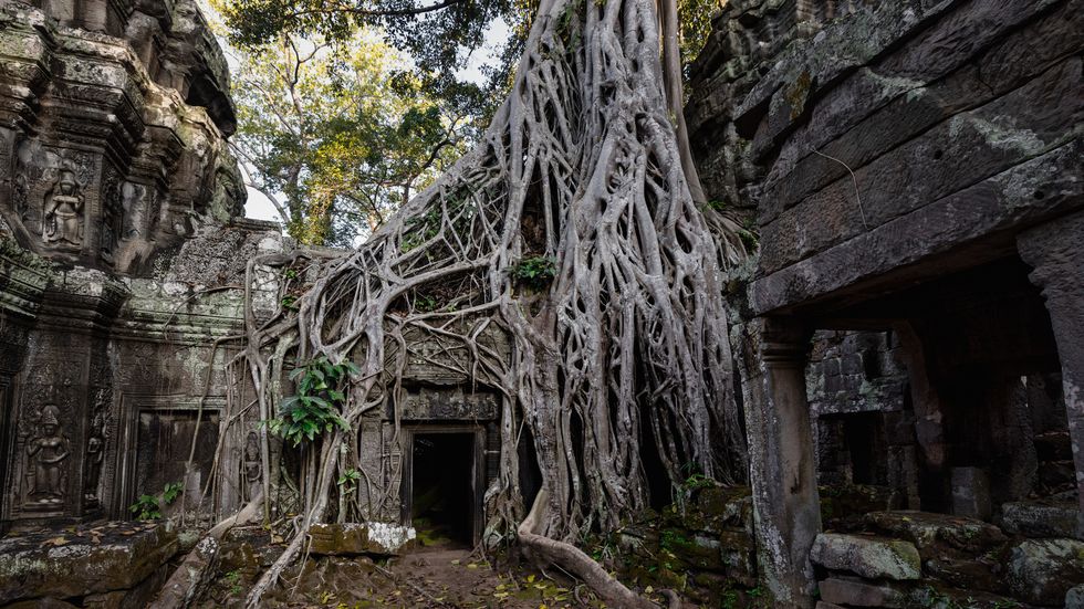 cambodia angkor wat ta prohm temple panorama giant ceiba tree root siem reap