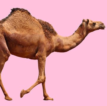 camel hump