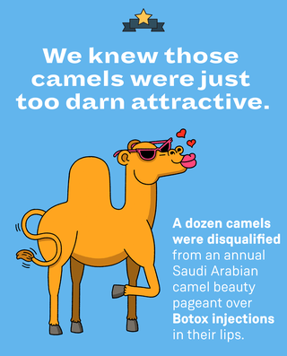 Camel, Text, Animal figure, Camelid, Adaptation, Organism, Arabian camel, Wildlife, Livestock, Clip art, 
