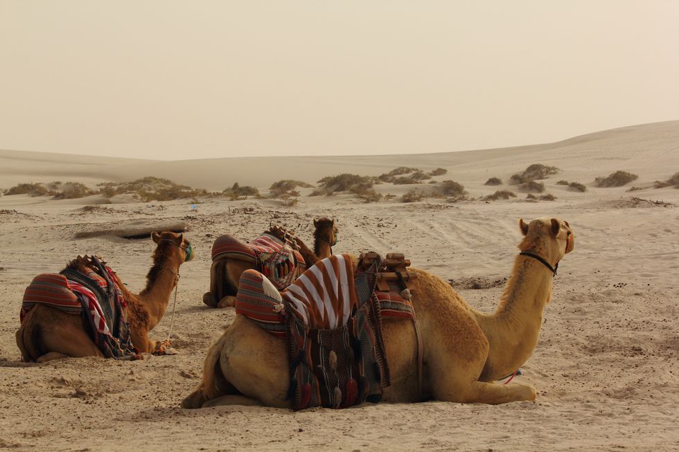 Camel, Camelid, Arabian camel, Desert, Natural environment, Sand, Mode of transport, Wildlife, Landscape, Ecoregion, 