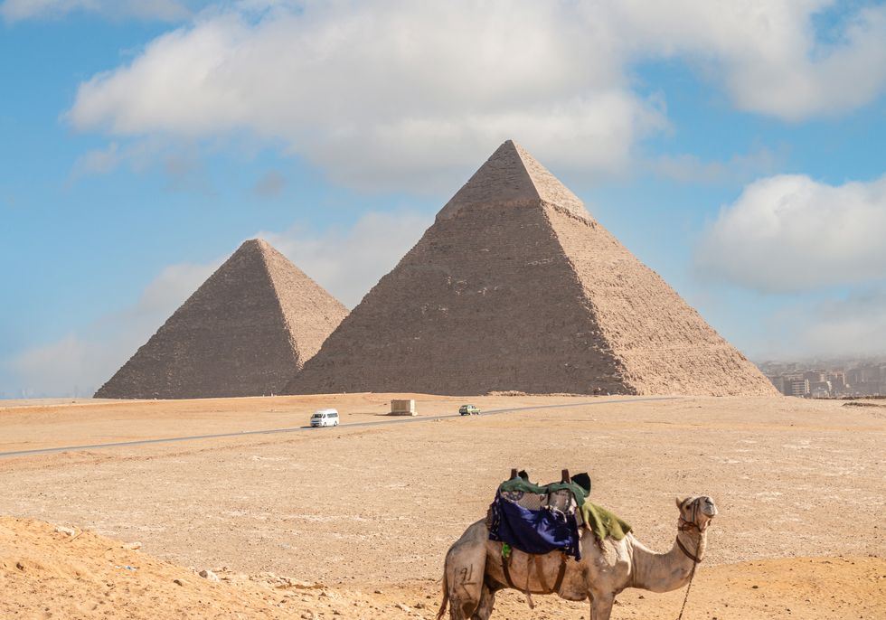 camel at giza pyramids