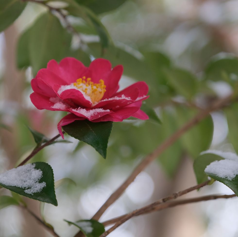 winter flowers camellia