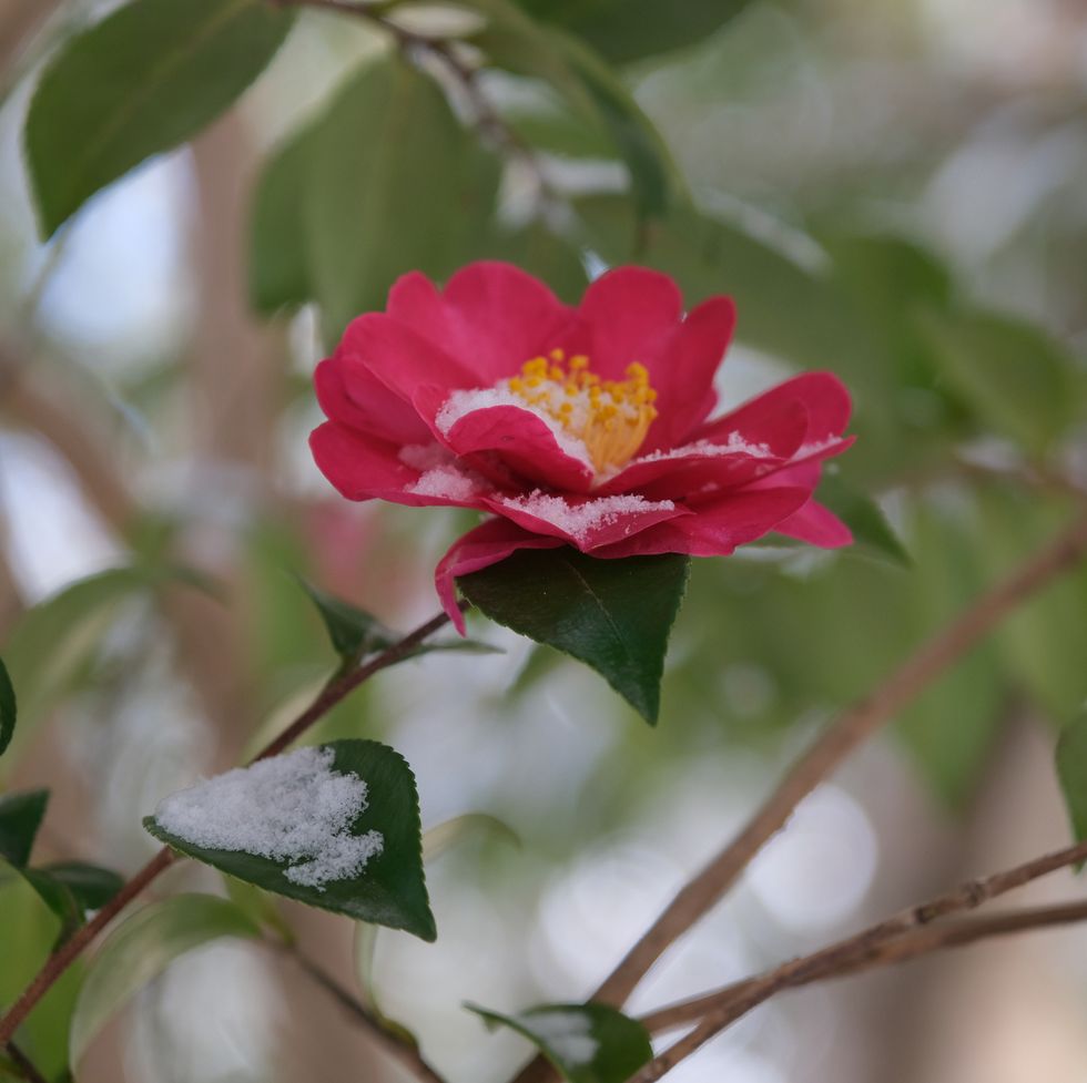 winter flowers camellia