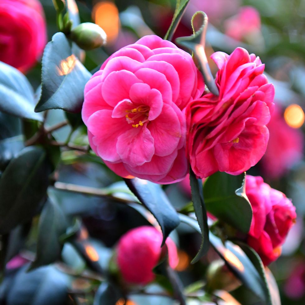 camellia japonica/japanese camellia: dark glossy foliage with beautiful flower clusters in wide range of colors