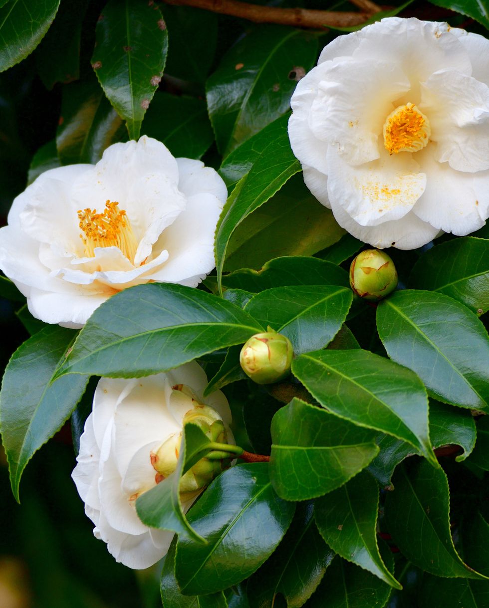 best privacy trees camellia