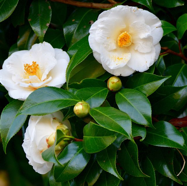 Camellia