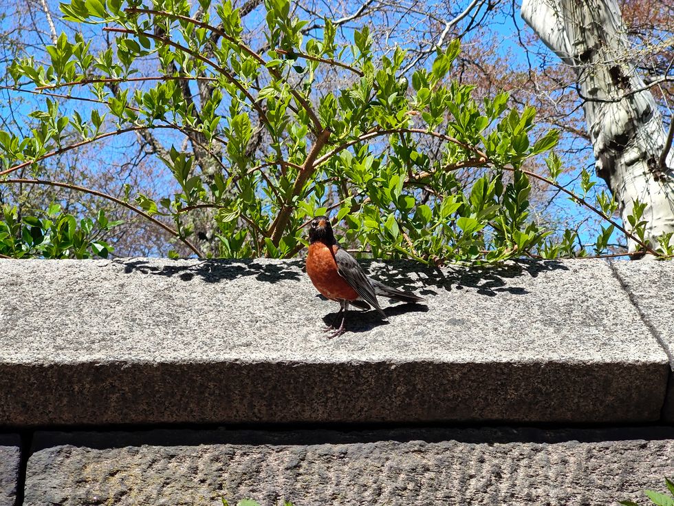 bird on stone fence near central park