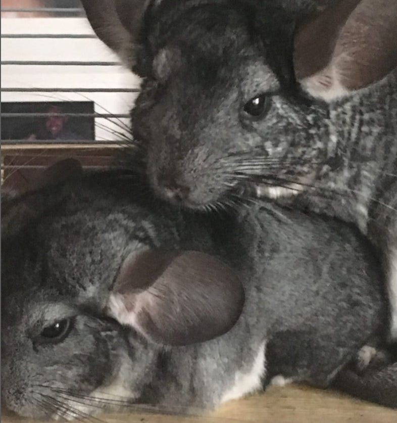 camila y camilo, las chinchillas de maría patino