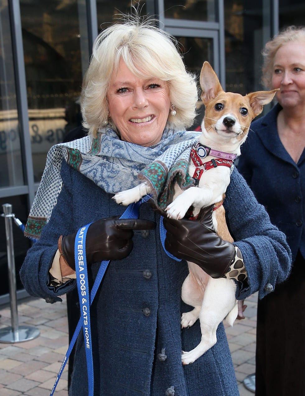 london, england december 12 camilla, duchess of cornwall holds up her 9 week old jack russell terrier bluebell as she visits battersea dog and cats home on december 12, 2012 in london, england the duchess of cornwall as patron of battersea dog and cats home visited with her two jack russell terriers beth, a 3 month old who came to battersea as an unwanted puppy in august 2011 and bluebell a nine week old stray who was found wandering in a london park in september 2012 photo by chris jacksongetty images